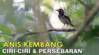 ANIS KEMBANG CIRI CIRI DAN PERSEBARANNYA