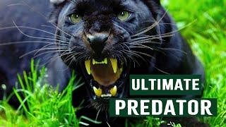 The Deadly Tactics Of Africas Ultimate Predators  Apex Predators