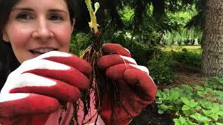 All about bare root strawberries