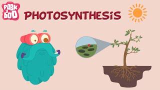 Photosynthesis  The Dr. Binocs Show  Learn Videos For Kids