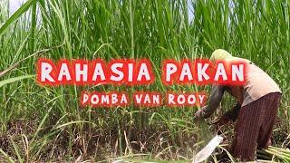 PETERNAKAN DOMBA VAN ROOY  REVIEW PAKAN - GEMILANG FARM