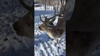 #fallowdeer #deerfarm #whitetaildeer #fallow #antlers #redpoppyranch