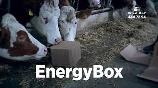 Hayvanlar için mükemmel vitamin küpü EnergyBox  Royal İlaç