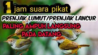 Suara pikat burung prenjak lumutlancur