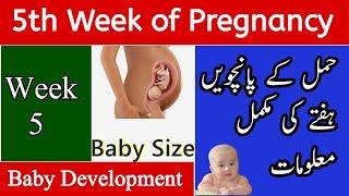 5th Week Of Pregnancy Complete Information  Hamal Ka 5 Hafta