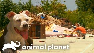 Dog Rescued From Trash Pile in Extreme New Orleans Heat  Pit Bulls and Parolees  Animal Planet