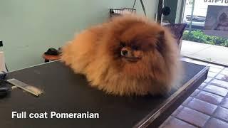 Full coat hand-scissor Pomeranian trim