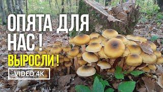 Из неопубликованного .  МЕДОВЫЕ ОПЯТА ДЛЯ НАС  КЛАССНО ВЫРОСЛИ  Грибы 12 октября 2019 года.