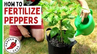 How To Fertilize Peppers Complete Guide - Pepper Geek