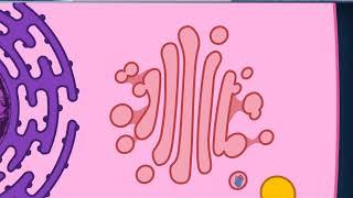 Citologia 20 -  Apparato di Golgi volume normale