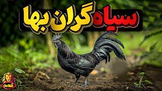 آیام سمانی مرغ و خروس های سیاه رنگی که پیش فروش میشوند