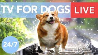 TV for Dogs Chill Your Dog Out with this 247 TV and Music Playlist