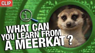 What Can You Learn From A Meerkat?  QI