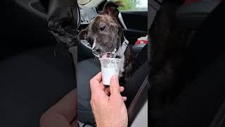 Staffy Puppy Gracie Has Her First Starbucks Pup Cup  #puppylife #staffies #puppyvideos