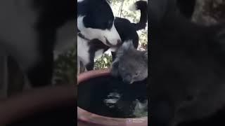 lucu nih guys ada koala minum dan bersahabat dengan doggy ️️️️