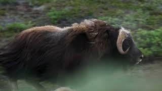 Cruises To The Arctic With Aurora Expeditions On Board The Ships Greg Mortimer & Sylvia Earle.