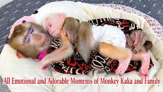 All Emotional and Adorable Moments of Monkey Kaka and Her Family