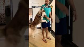 Papa teaches Husky a lesson‼️ #siberianhusky #husky #funnydog #shorts #trending