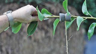 2 Tricks for Keeping Fruit Trees Small Do this right now