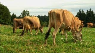 Jersey Cows A Dairy Farmers Commitment to Tradition and Quality