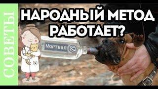 Можно ли лечить собаку водкой? Народный метод.