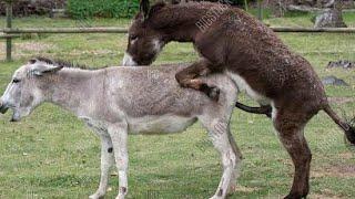 crazy murrah horse and donkey fucking meeting in see indain public