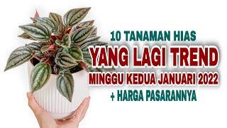 10 Tanaman Hias Yang Lagi Trend di Minggu Kedua Januari 2022