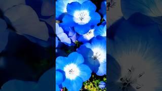 Once you sow this flower you can enjoy a blooming meadow every year Nemophila