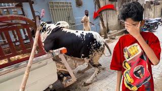 Humari Cow Unload Hote Hue Gir GyiChot Lag Gyi