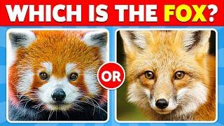 Guess the Correct Animal Quiz   Guess The Animal Challenge