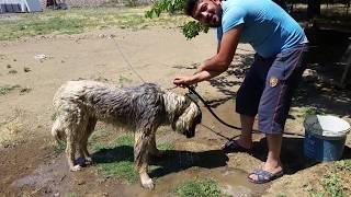 Pincho ve Çomar ı yıkıyorum. Havalar sıcak Köpeklerin serinlemeye ihtiyacı var.