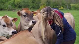 Discover Jersey Dairy and our Islands herd