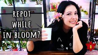 How to safely repot a Phalaenopsis Orchid while in bloom - Orchid Care for Beginners