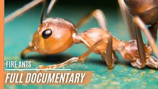Fire Ants - Most succesful creature that has ever lived  Full Episode