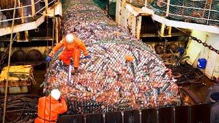 Million Of Tons Fish Catching & Processing At Sea Process - Modern Tuna Canned Production Factory