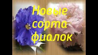 Новые сорта фиалок