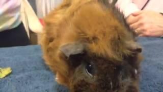 Guinea Pig eating Caecotropes