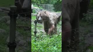 Shark Puppet Sees a Grizzly Bear at the Toronto Zoo