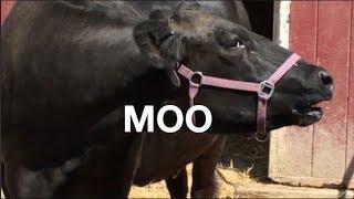 COW SOUNDS FOR KIDS COWS GO MOO