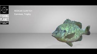 Fishing Planet - Blue Crab Island - Trophy - Redear Sunfish - Feeder