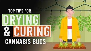 Tips to Help you Dry & Cure your Cannabis