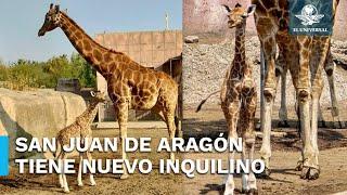 ¡Llegó un nuevo integrante Nace cría de jirafa en zoológico de San Juan de Aragón