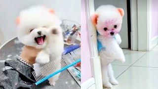 The best video diy tiktok with dog and cute  funny video animal  top video tiktok china challenge
