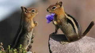 Best funniest squirrel ️ videos compilation cute animals