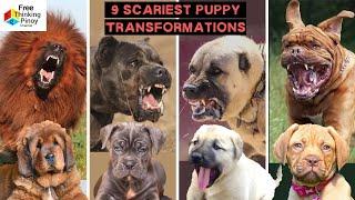 9 TUTA NG DELIKADONG ASO  Dangerous Dog Breed CUTE PUPPIES