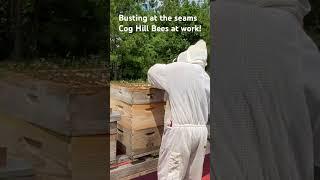 @CogHillFarm Bees on the Farm  #nectarninjas #farmon #farmlife #farmlife #farming #homestead #bees