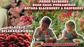 PANEN BUAH TAYBERRY ANAK DARI BLACKBERRY DAN RASPBERRY DI KEBUN BELAKANG RUMAH