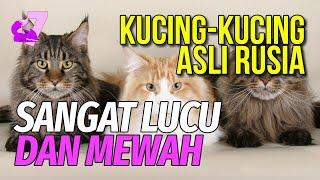 10 RAS KUCING ASAL RUSIA PALING IMUT DAN MENARIK  EKOR7