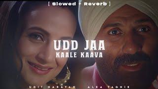 Udd Jaa Kaale Kaava - Udit Narayan  Alka Yagnik  Gadar 2  Lofi Editz  Slowed + Reverb
