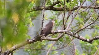 Philippine Hawk Cuckoo in Apolong Valencia by Jean Henri Oracion